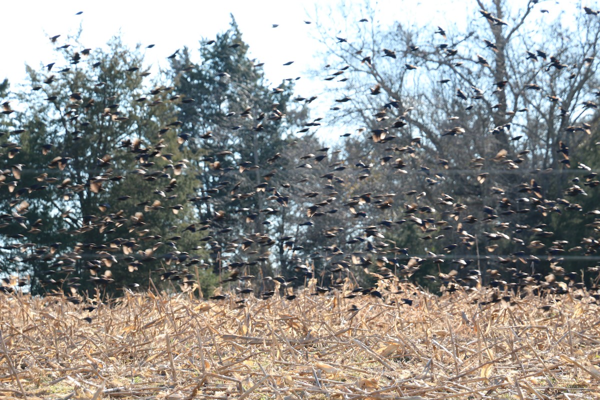 Brown-headed Cowbird - ML299865961