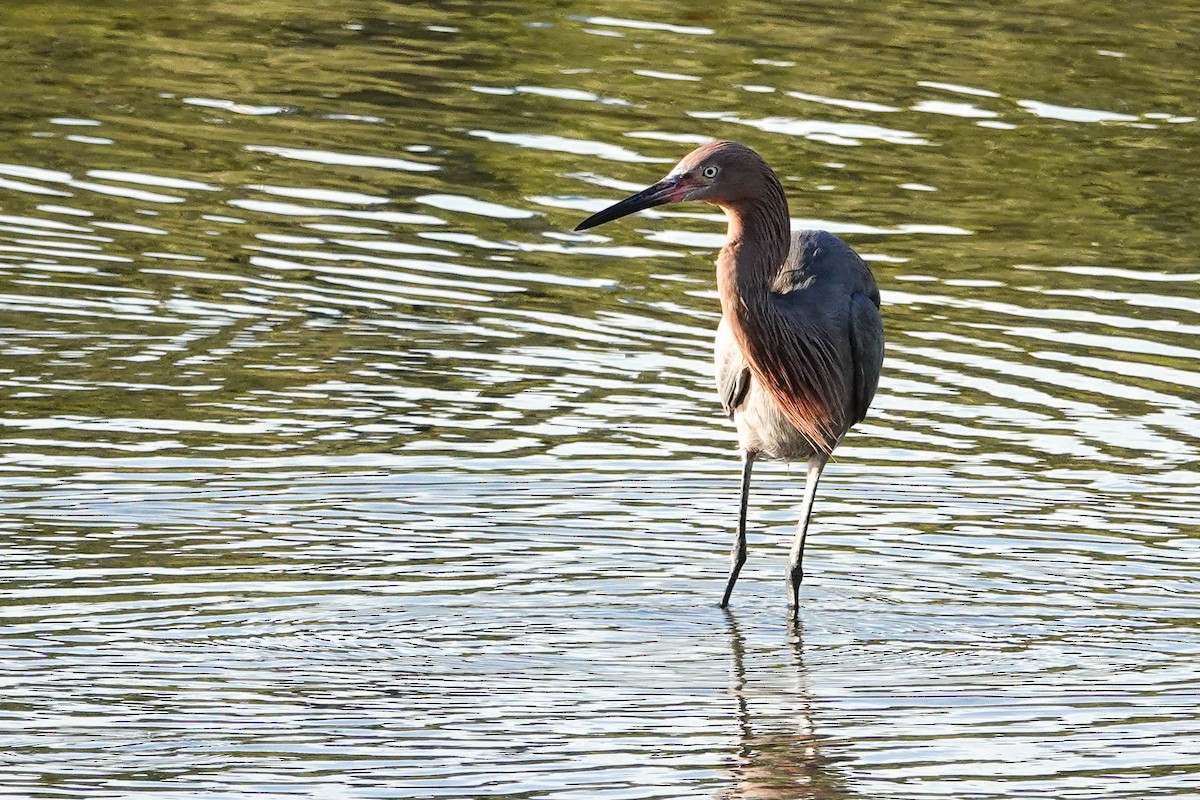 Reddish Egret - ML299866341