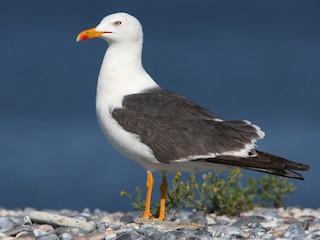 Breeding adult (intermedius) - Lesser Black-backed Gull (intermedius)