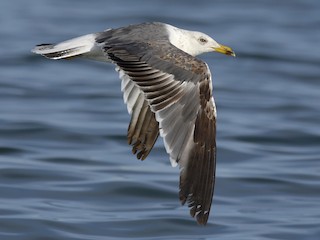 Second summer - Lesser Black-backed Gull