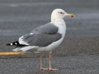 Nonbreeding adult (taimyrensis) - Lesser Black-backed Gull (taimyrensis)
