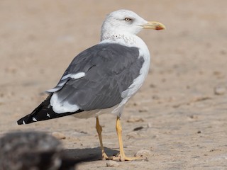 Nonbreeding adult (Heuglin's) - Lesser Black-backed Gull (Heuglin's)