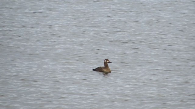 Macreuse brune - ML299867081