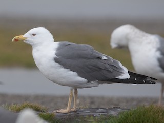 Breeding adult (Heuglin's) - Lesser Black-backed Gull (Heuglin's)