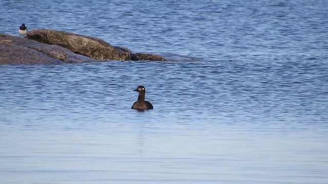 Macreuse brune - ML299867111