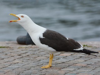 Breeding adult (fuscus) - Lesser Black-backed Gull (fuscus)