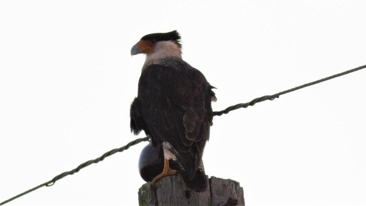 Caracara huppé (cheriway) - ML299868081