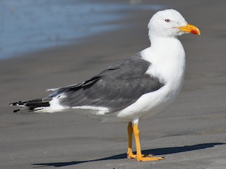 Breeding adult (graellsii) - Lesser Black-backed Gull