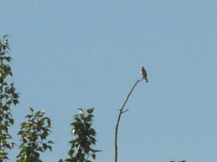 Rose-breasted Grosbeak - ML29986901