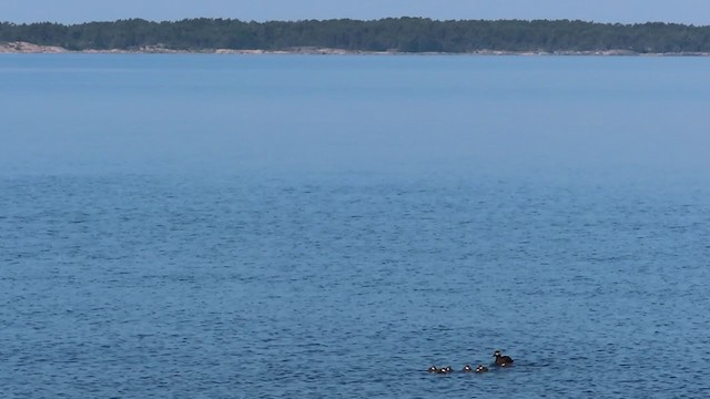 Macreuse brune - ML299869011