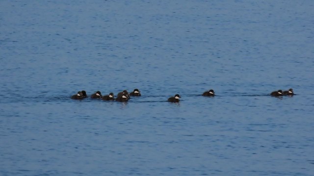 Macreuse brune - ML299869021