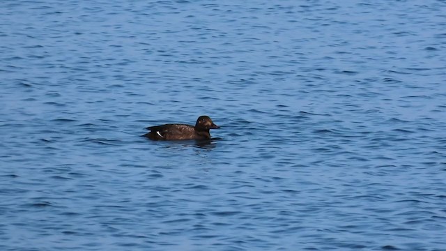 Macreuse brune - ML299869091