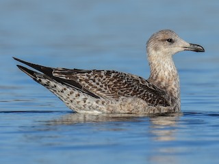 First winter - Lesser Black-backed Gull