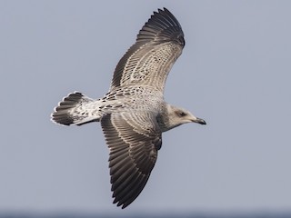 Juvenile - Lesser Black-backed Gull