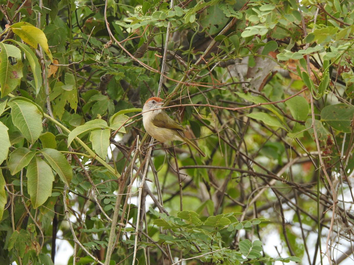 Gray-eyed Greenlet - ML299871251