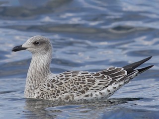 Juvenile - Lesser Black-backed Gull