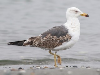 Second summer - Lesser Black-backed Gull