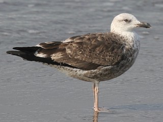 Second winter - Lesser Black-backed Gull (graellsii)