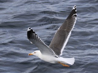 Nonbreeding adult (graellsii) - Lesser Black-backed Gull