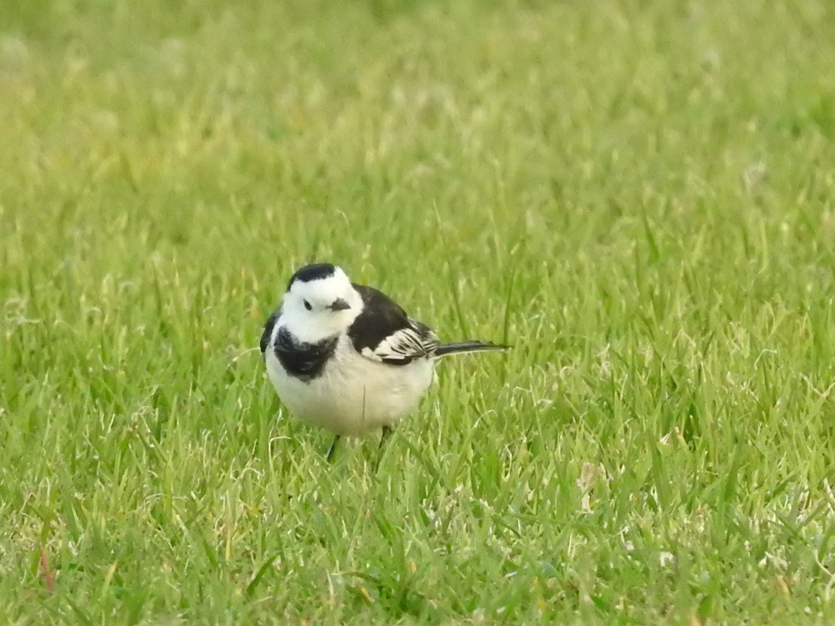 White Wagtail (Chinese) - ML299872931