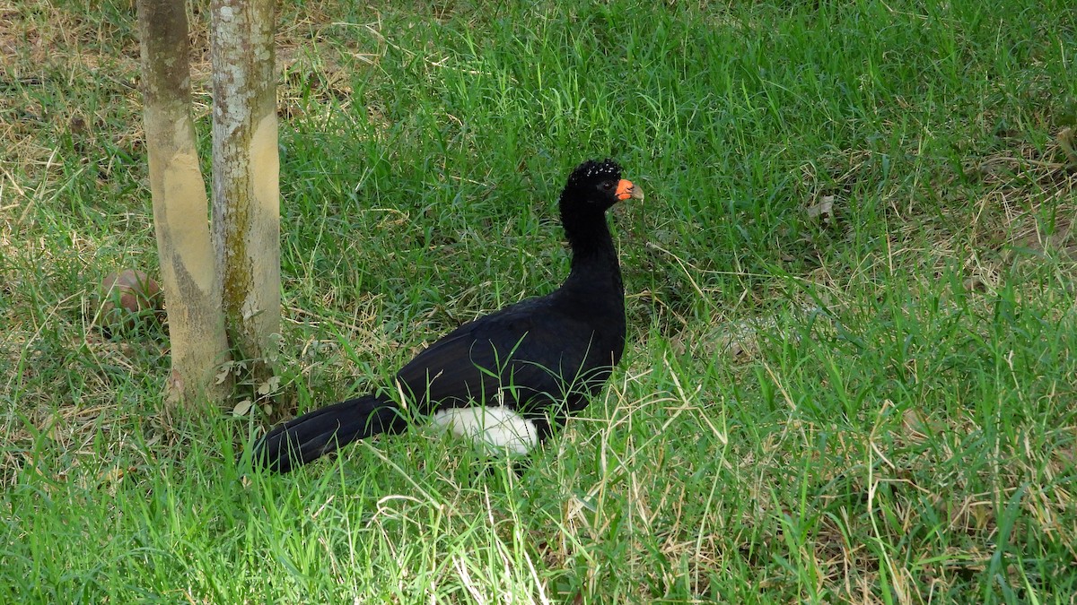 Black Curassow - Jorge Muñoz García   CAQUETA BIRDING