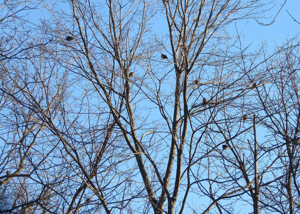 Mourning Dove - ML299873391