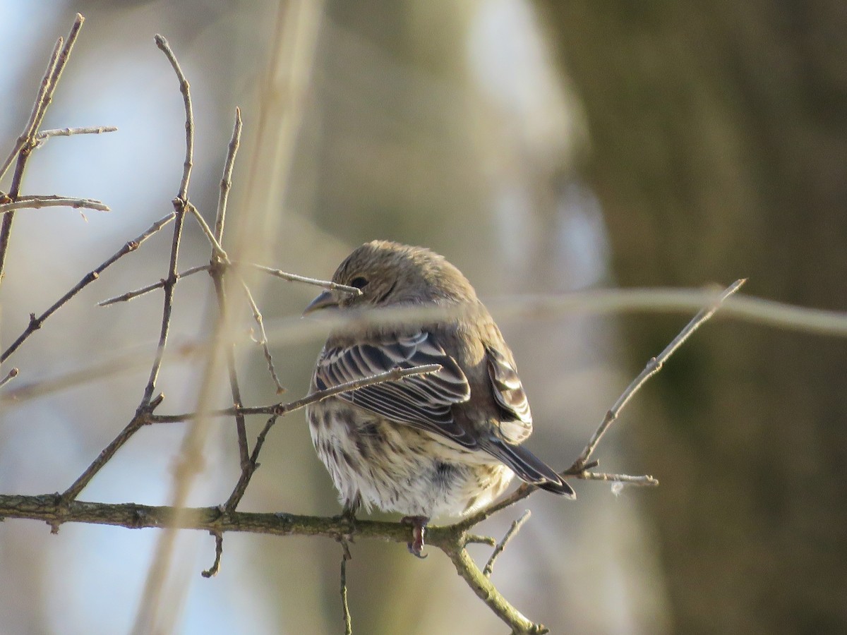 House Finch - ML299873791