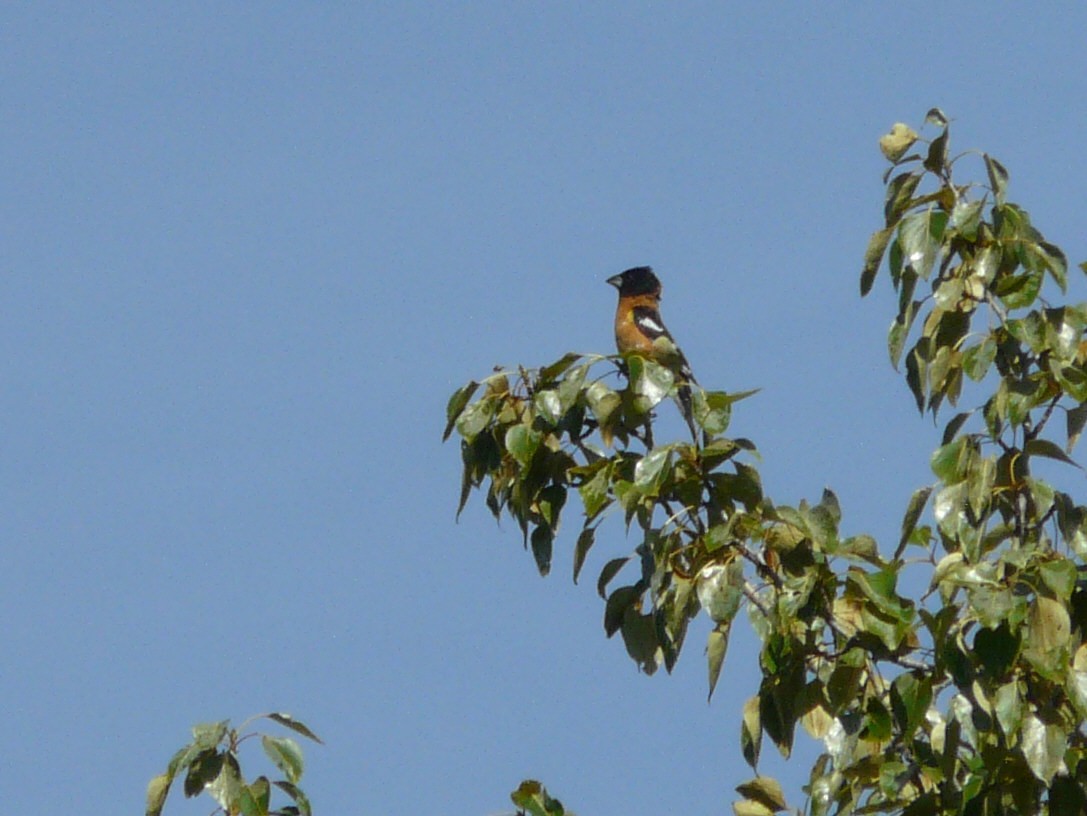 Black-headed Grosbeak - ML29987521