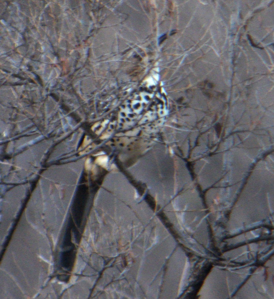 Ocellated Thrasher - ML299879101