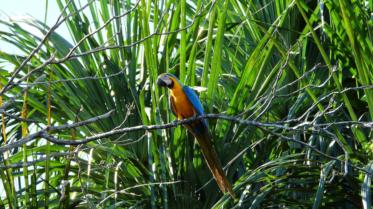 Blue-and-yellow Macaw - ML299879221