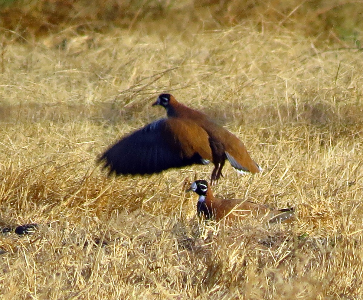 Flock Bronzewing - ML299879271