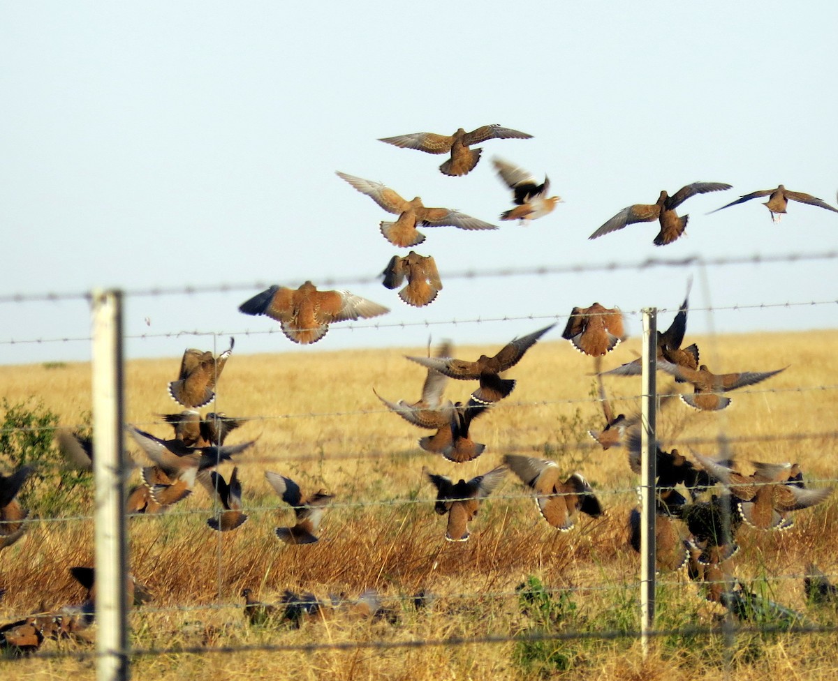 Flock Bronzewing - Joelle Buffa Clyde Morris