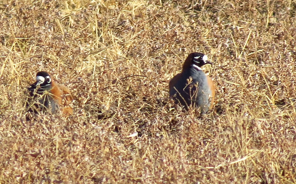 Flock Bronzewing - ML299879361