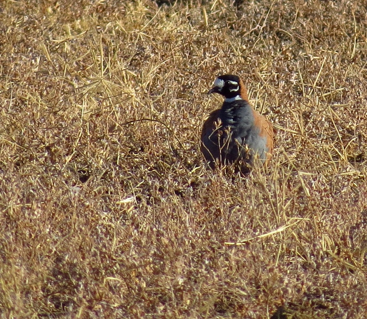 Flock Bronzewing - ML299879411