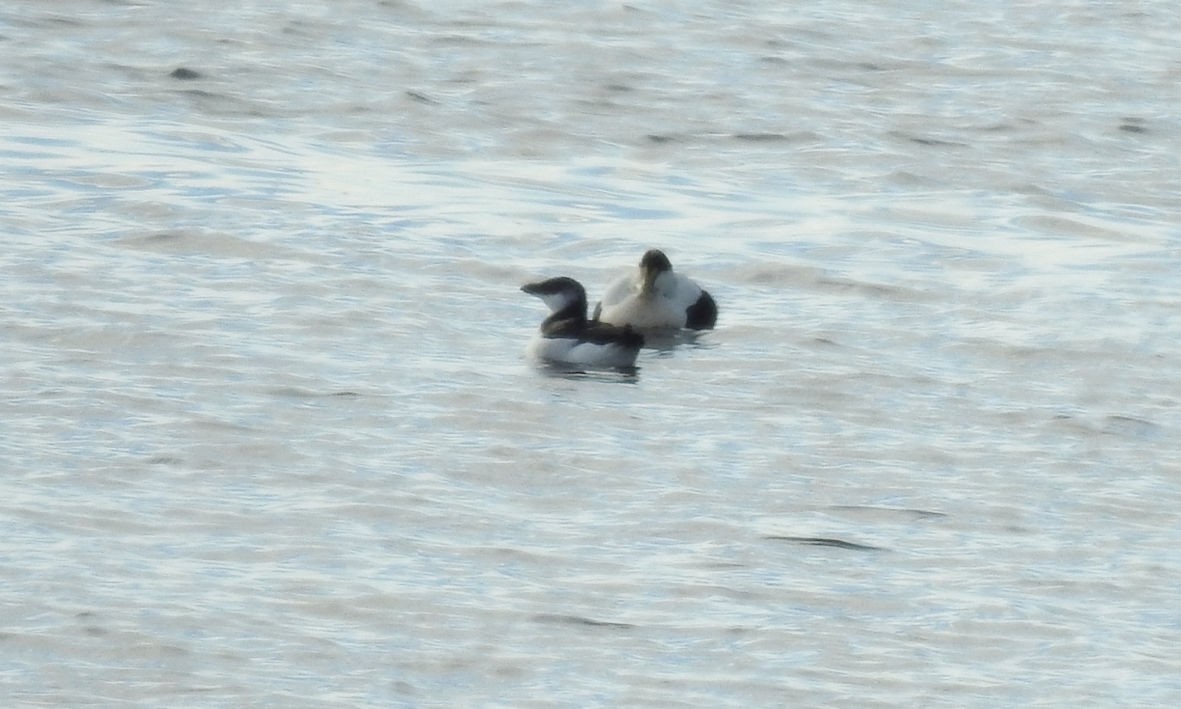 Razorbill - ML299879461