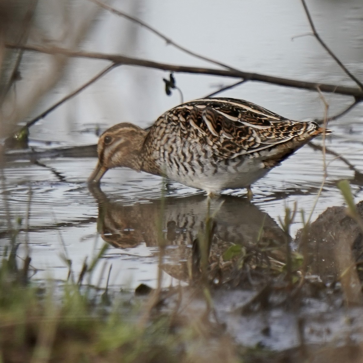 Wilson's Snipe - Marc Whitehead