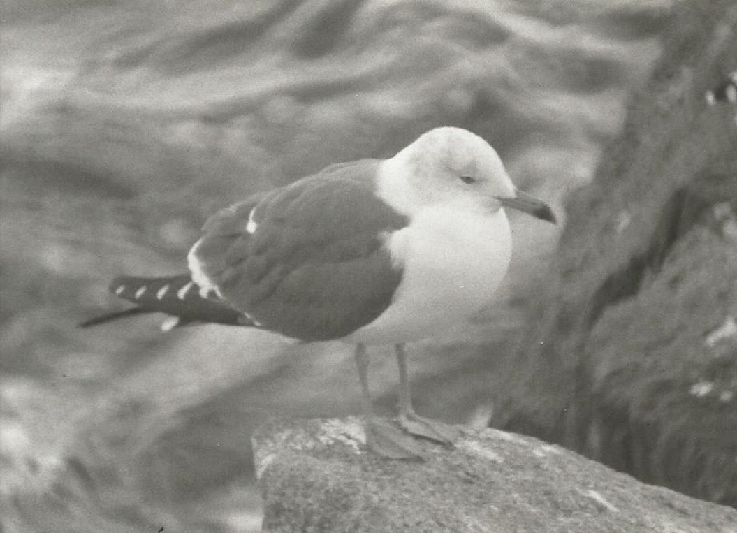 Black-tailed Gull - ML299882341