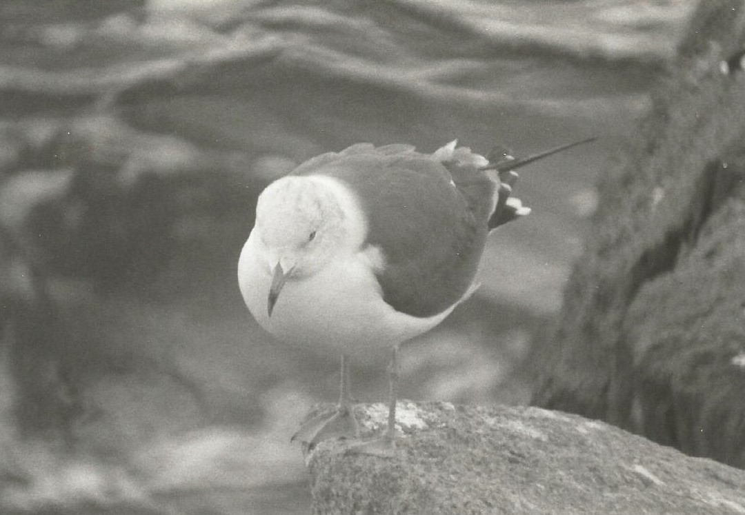 Black-tailed Gull - ML299882351