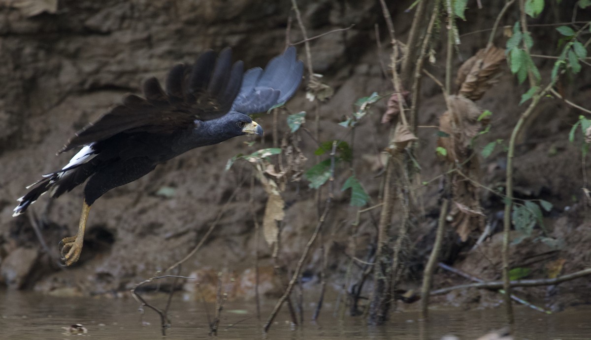 Great Black Hawk - ML299882421