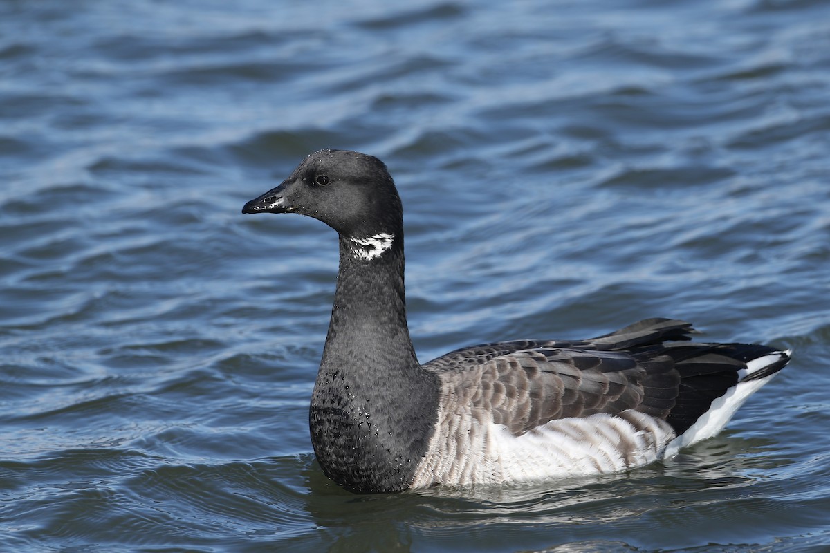 Brant (Atlantic) - ML299882951