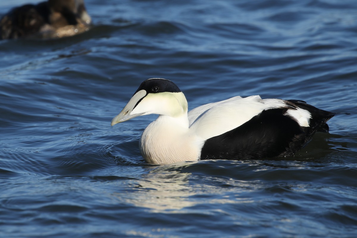 Common Eider - Kojo Baidoo