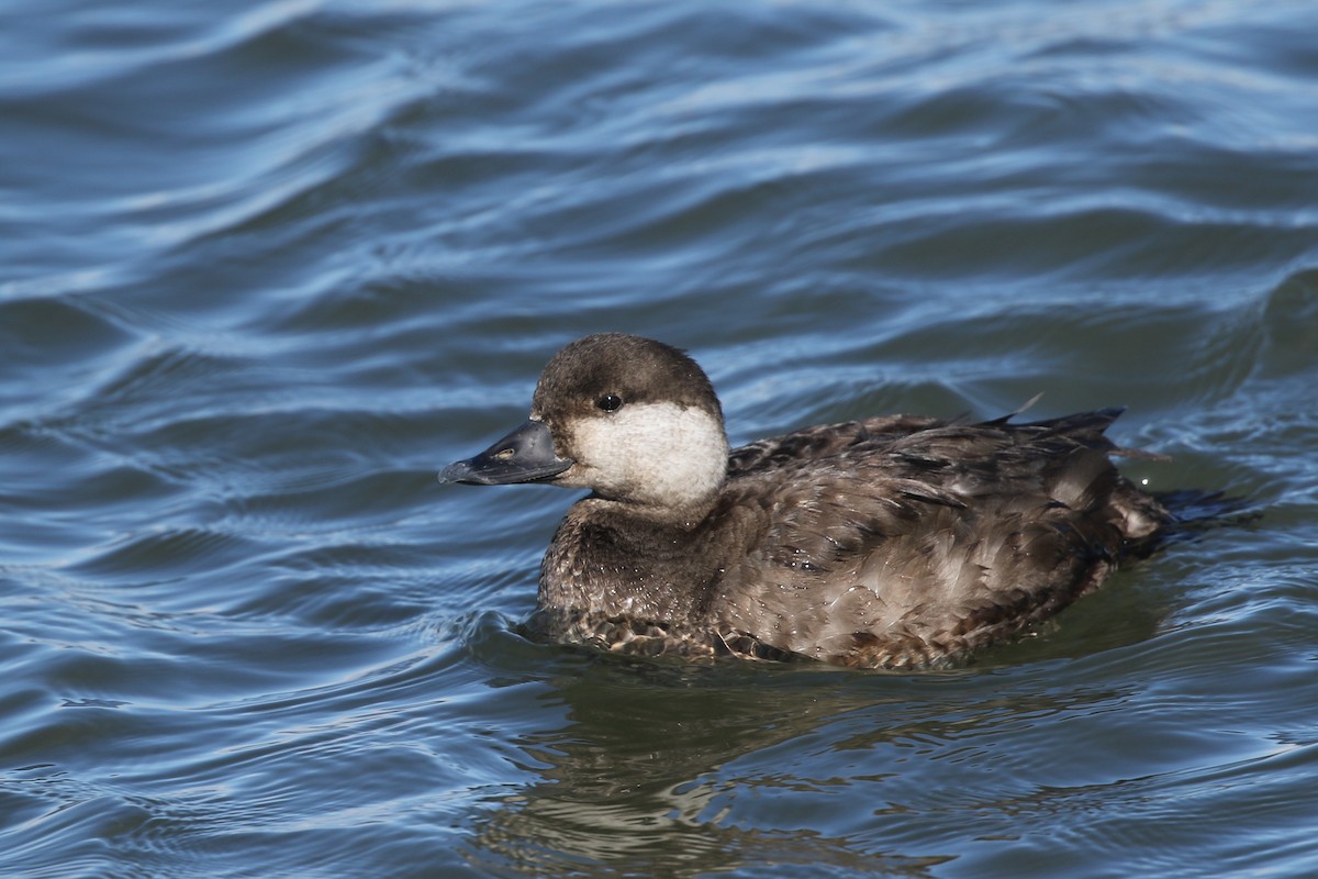 Black Scoter - ML299883371