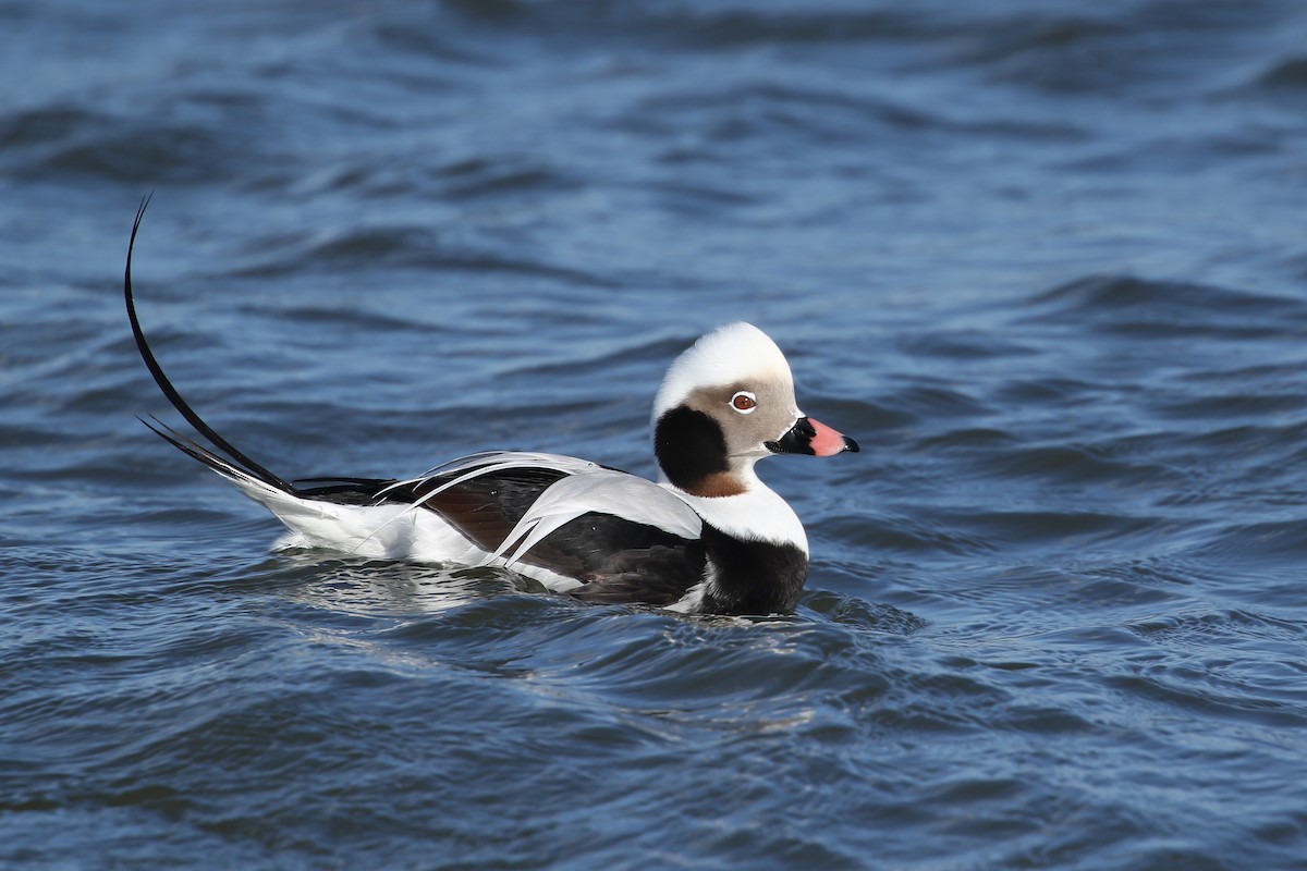 Long-tailed Duck - ML299883551