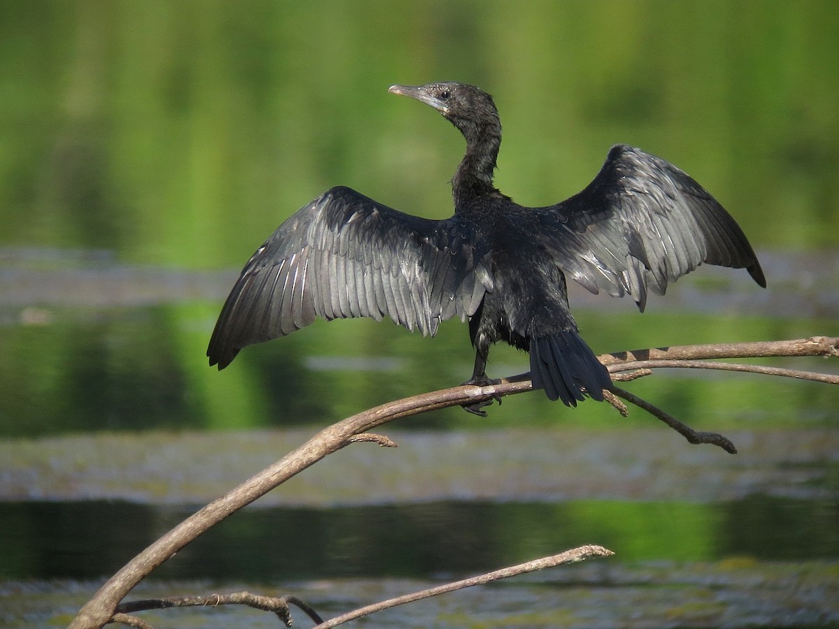 Cormorán de Java - ML299883661