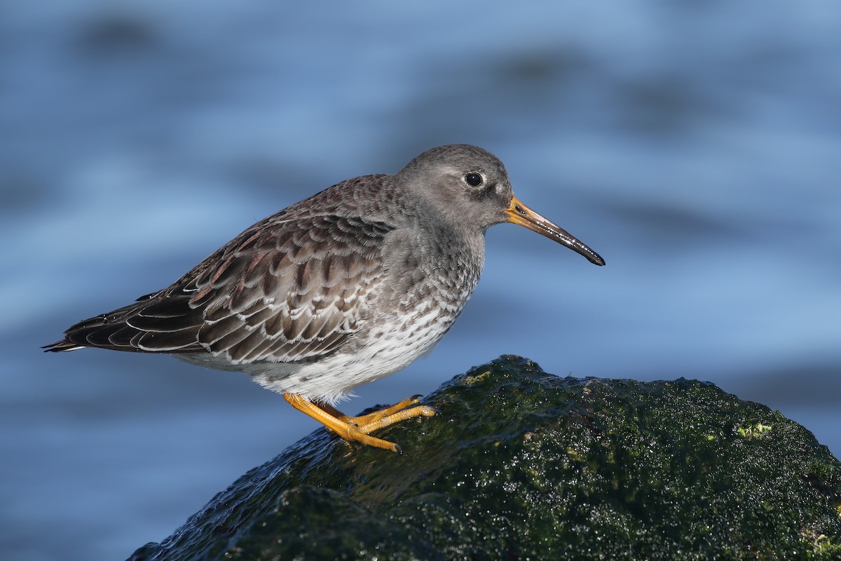Purple Sandpiper - Kojo Baidoo