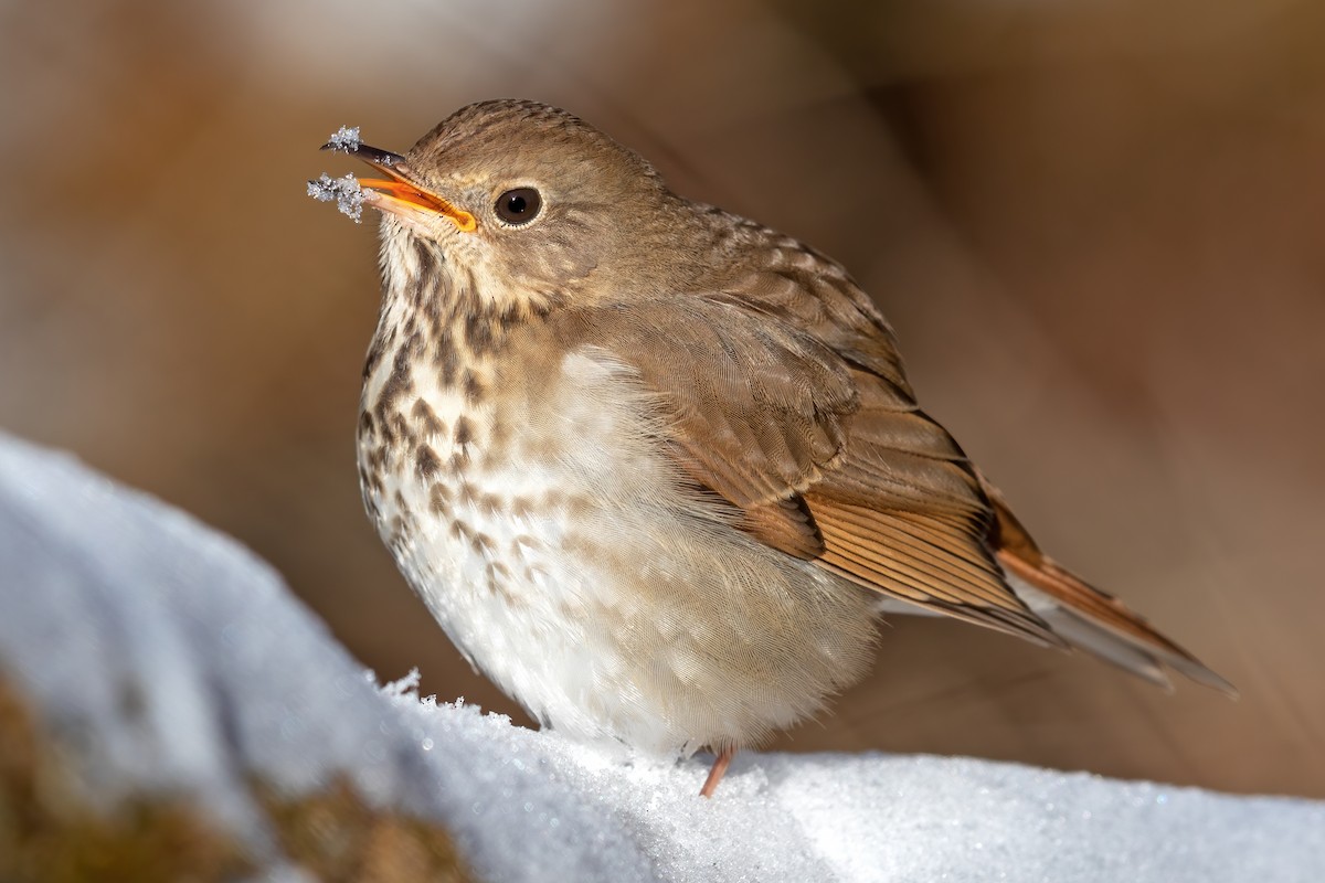 Hermit Thrush - ML299883981