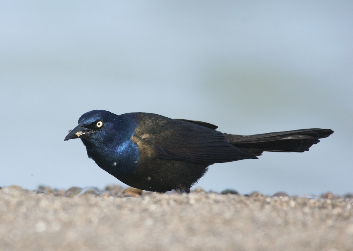 Common Grackle - ML299884541