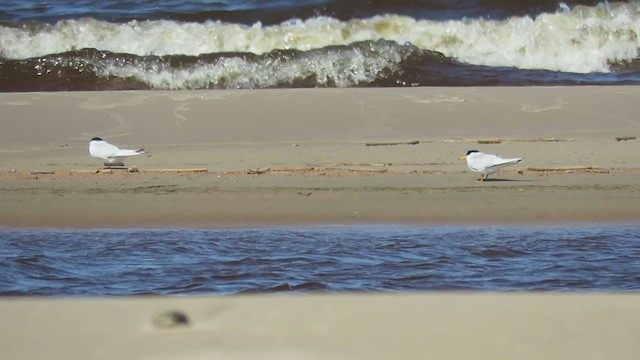 Little Tern - ML299884861