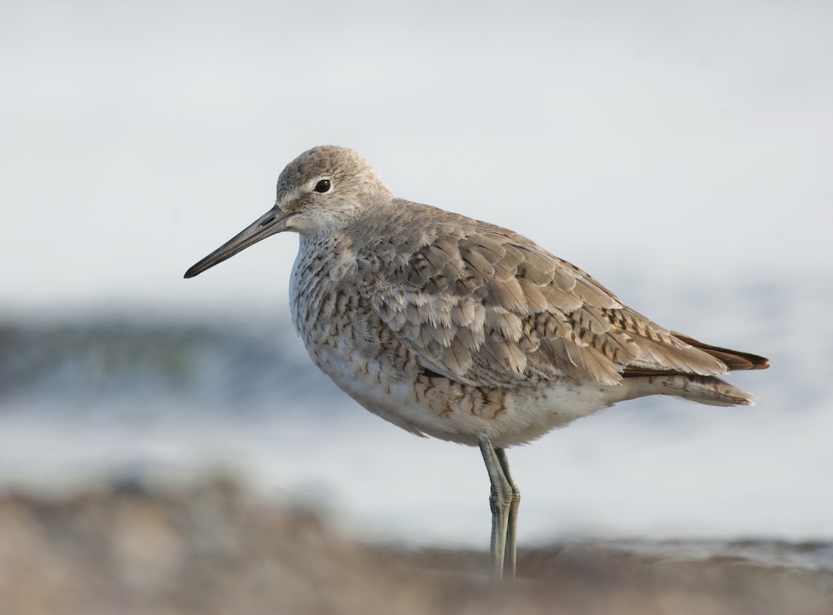 Willet (Western) - ML299885891