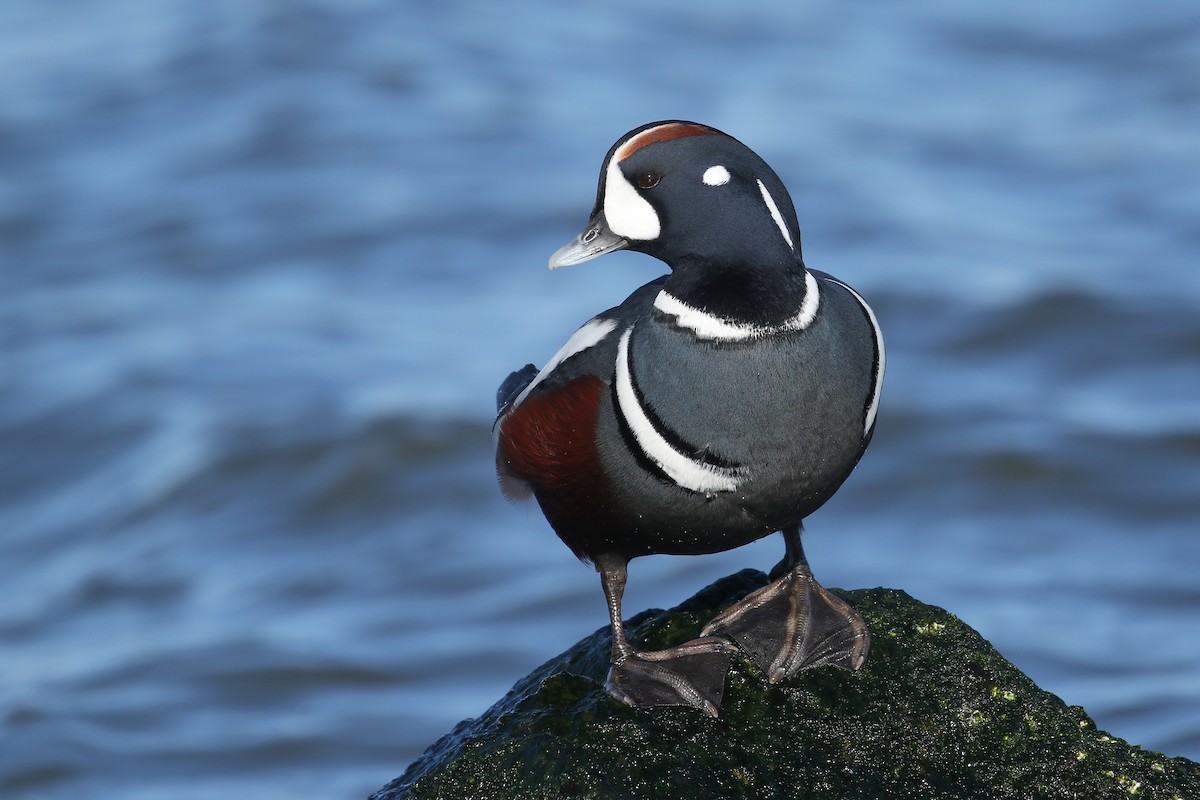 Harlequin Duck - ML299886251